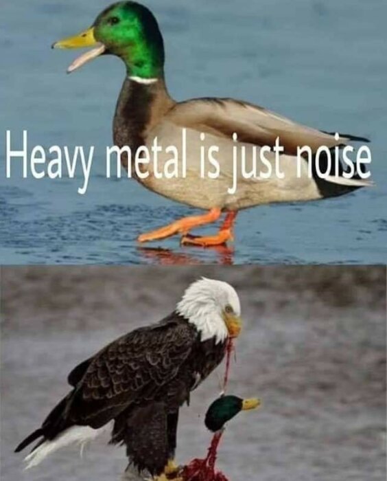 En anka står på vatten med texten "Heavy metal is just noise" och en örn håller ankan i ett andra foto nedanför.