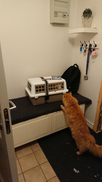 En orange katt tittar nyfiket på en transportbur som står på en bänk i en hall, med en annan katt synlig inuti buren.