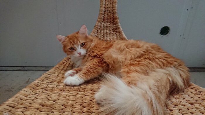Röd katt ligger avslappnad i en flätad stol, ser mot kameran med tassarna utsträckta och en yvig svans.