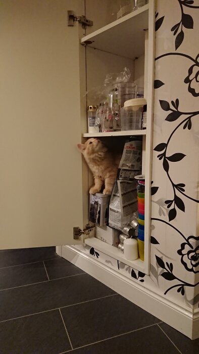 Kattunge sitter i ett köksskåp bland olika förpackningar och blickar uppåt.