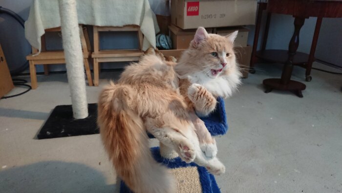 Stor fluffig katt liggandes på en blå klöspelare i ett rum med kartonger och möbler i bakgrunden.