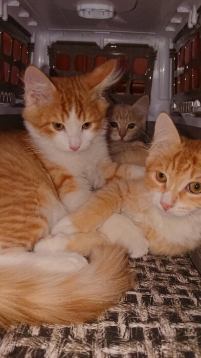 Tre kattungar i en bur, två orangea och en beige i bakgrunden, ligger nära varandra på en filt.
