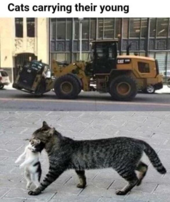 En stor maskin kör på väg, och en bild under visar en katt som bär sin unge. Texten i bilden lyder "Cats carrying their young".