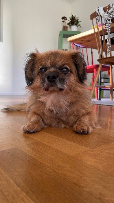 Liten brun hund ligger på trägolv framför ett bord med röda stolar i bakgrunden.