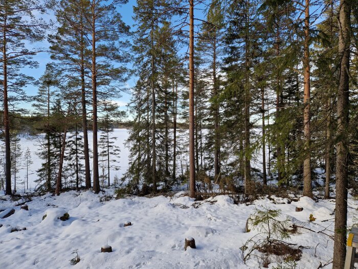 Snötäckt skog med utsikt över en frusen sjö, sedd från altandörröppning, med flera träd kvar att fälla.