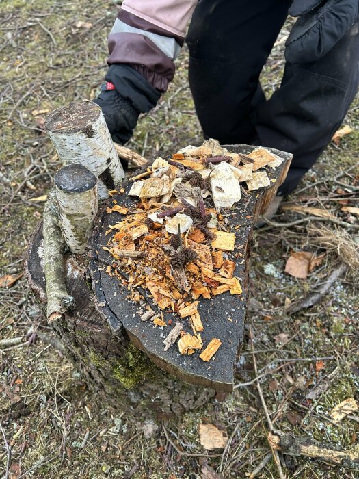 Bitar av träd och bark ligger på en trästubbe i skogen, person i vinterkläder synlig.