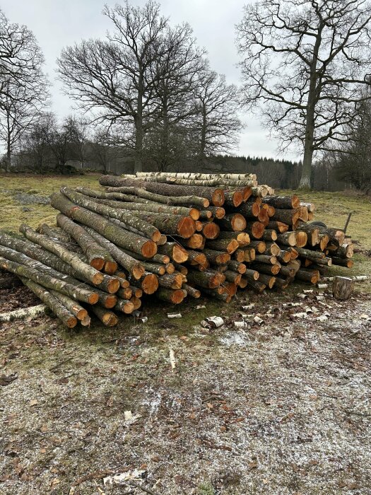 En hög med avverkade trädstammar ligger på en frostig mark i en skog med kala träd i bakgrunden.