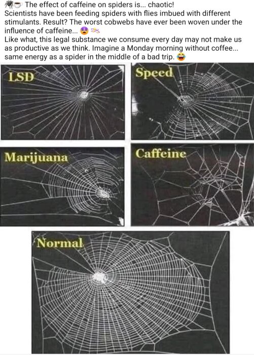 Fem bilder av spindelnät under påverkan av olika substanser: LSD, Speed, Marijuana, Koffein och ett normalt nät, jämför olika nätstrukturer.