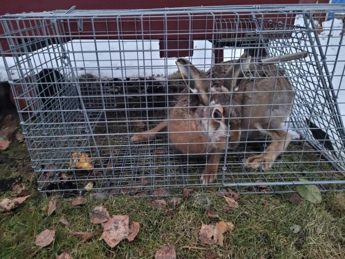 Hare i en kaninfälla, placerad på gräs med löv runtomkring.