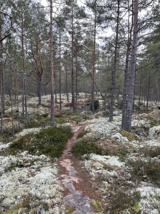 Stig som slingrar sig genom en tät skog med höga tallar och mark täckt av mossa och ljung.