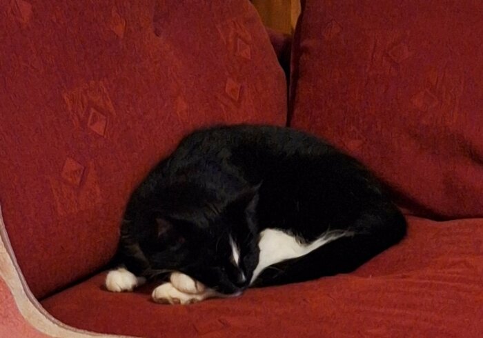 Svartvit katt sover på en röd soffa.