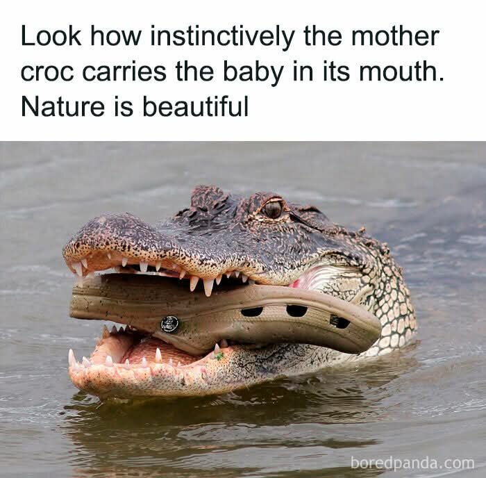 Krokodil flyter i vattnet med en Crocs-sko i munnen, vilket ser humoristiskt ut.