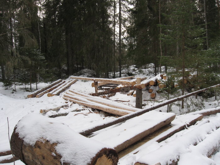 En barkanbock byggd på en stubbe i vinterskog, omgiven av snö och trädstammar.