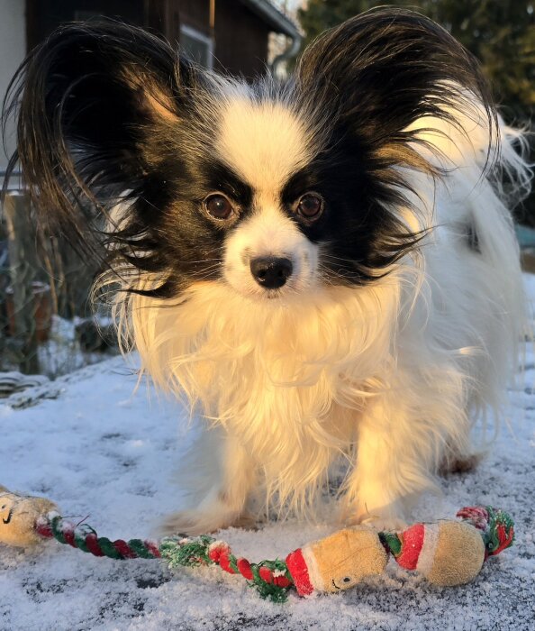 Liten hund med långt päls och stora öron står på snötäckt mark, leker med en färgglad hundleksak.