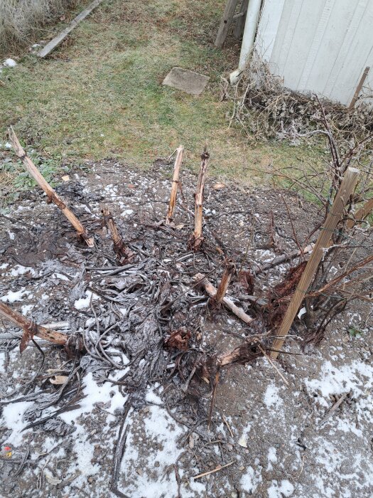 Döda växtstammar och grenar i ett snötäckt trädgårdsområde bredvid en byggnadsvägg.