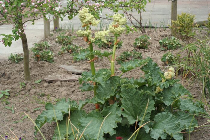 Rabarberplantor med stora gröna blad och blomstänglar i en trädgård med blommor och små träd i bakgrunden.