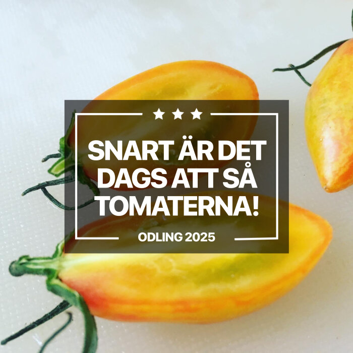 Text på bild om att så tomater "Snart är det dags att så tomaterna! Odling 2025", med två halverade tomater i bakgrunden.