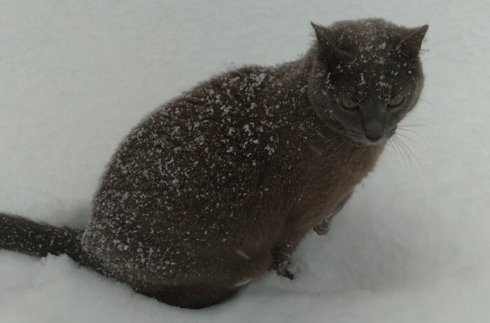 En katt sitter i snö, täckt av vita flingor, med ett något bekymrat uttryck i ansiktet.