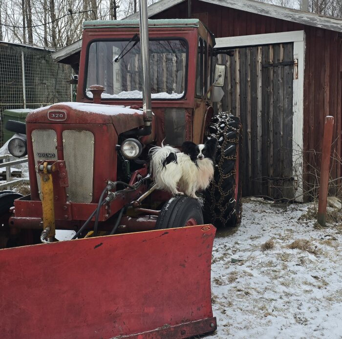 Gammal röd traktor framför ett förråd, med en liten hund på traktorns däck. Snö på marken, träd i bakgrunden.