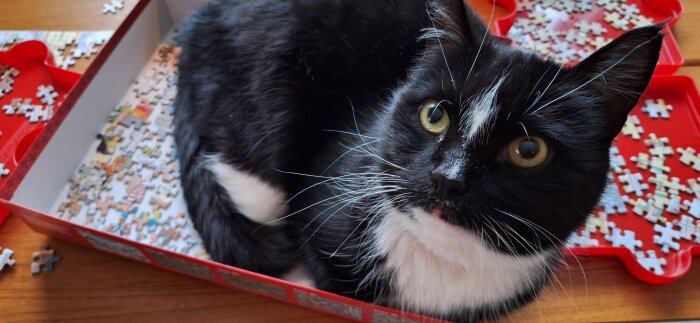 Svartvit katt ligger i en pusselkartong fylld med pusselbitar på ett bord.