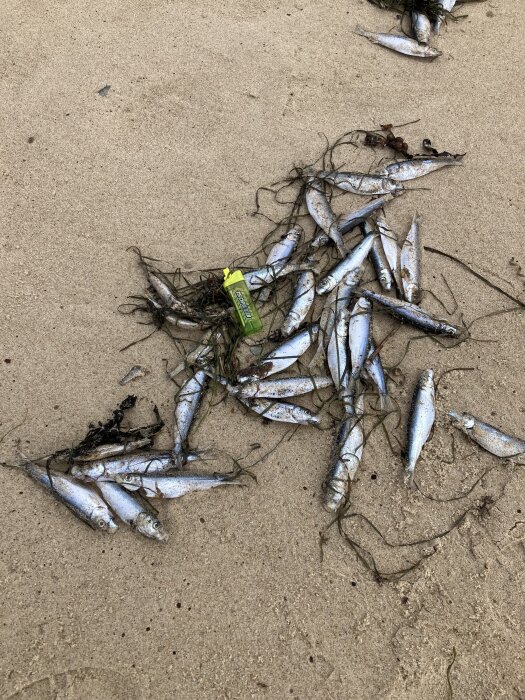 En hög med fiskar, troligen sill, på sand tillsammans med sjögräs och en guldfärgad, rektangulär plastförpackning.