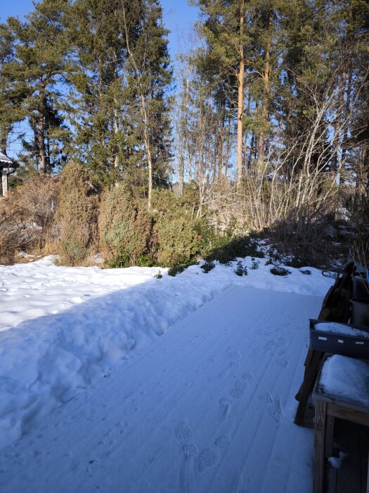 Snötäckt trädgård med barrträd i bakgrunden under en klarblå himmel.