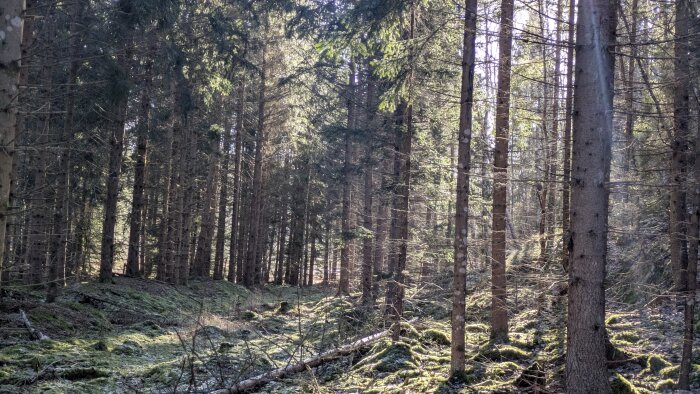 Solbelyst tallskog med grönt mossbeklätt markskikt och stående träd i bakgrunden.