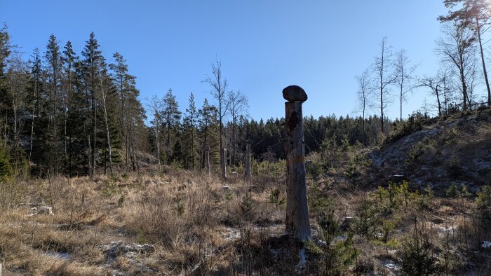 Skogsmiljö med trädstammar i en glänta under klarblå himmel. Barrträd syns i bakgrunden och marken är täckt av gräs och små buskar.