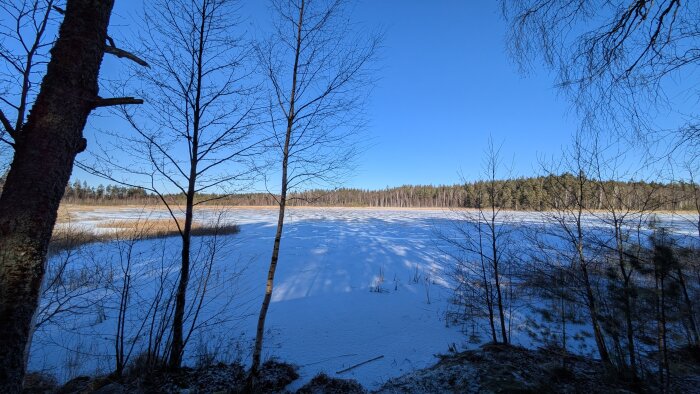 Frusen sjö omgiven av träd och skog under en klarblå himmel.