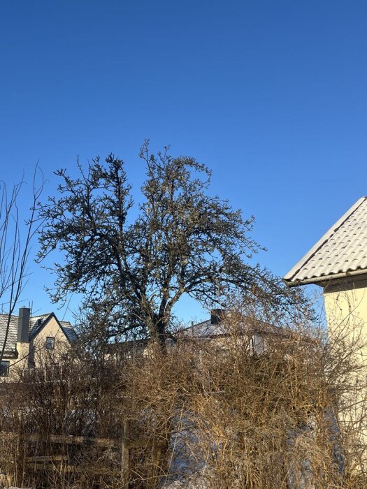 Äppelträd med vidsträckt krona omgiven av buskar, belyst av solen. Hus syns i bakgrunden under en klarblå himmel.