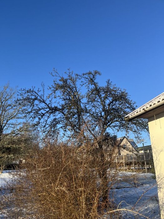 Äppelträd med buskar runtom, framför ett hus i vintrig trädgård, under en klarblå himmel.