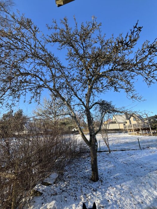 Övergivet äppelträd med tunna grenar, omgiven av buskar och snötäckt mark, under en klarblå himmel.