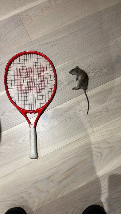 Tennisracket och en liten gnagare på ett ljust parkettgolv.