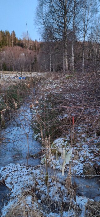Snötäckt mark med trädgrenar, en isbelagd bäck och en markering med rep och band, björkskog i bakgrunden.