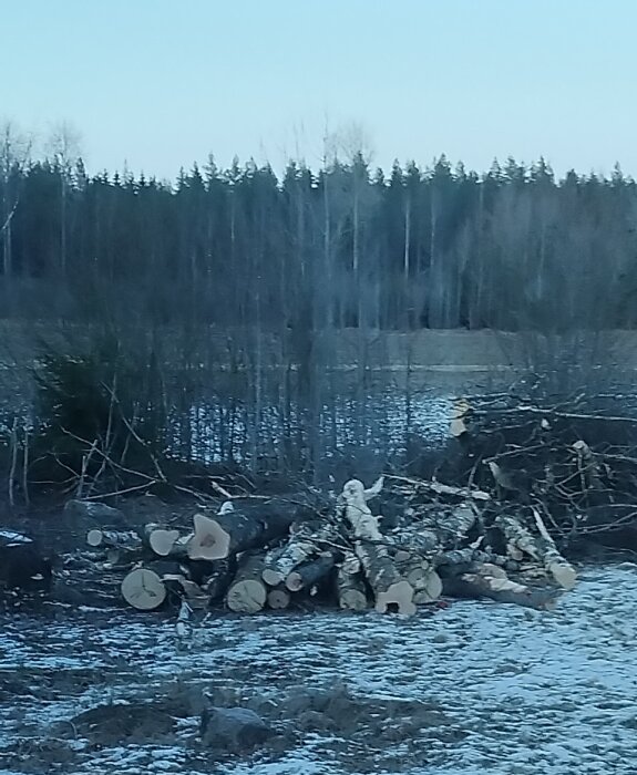 Staplat virke och grenar i en kall skogsbacke under vintern.