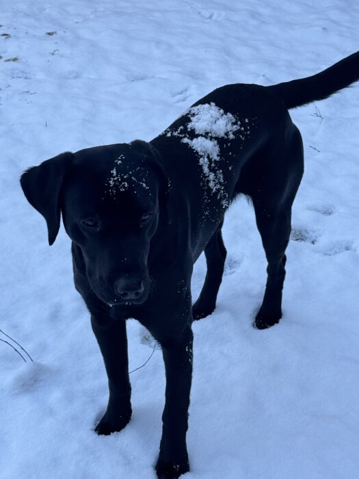 En svart hund står på snöig mark med snö på ryggen.