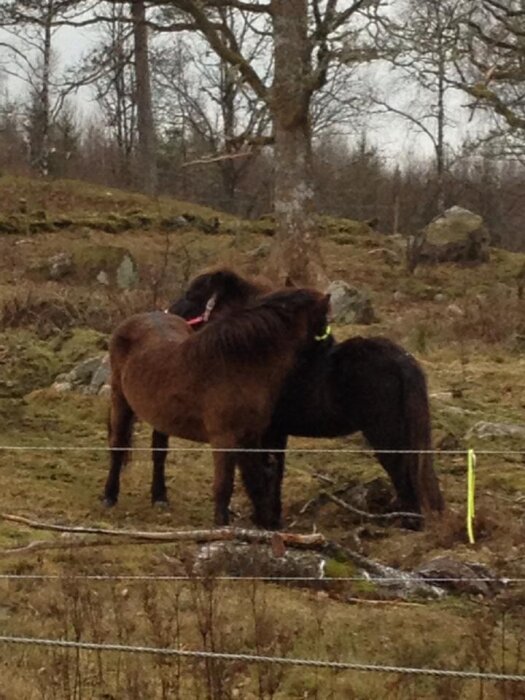 Två bruna hästar står tätt tillsammans vid ett staket i en lantlig omgivning med träd och stenbumlingar i bakgrunden.