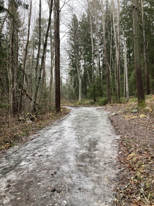 Isig skogsstig omgiven av höga träd i en vinterdyster skogsmiljö. Träden är nakna och marken är täckt av is och vissna löv.