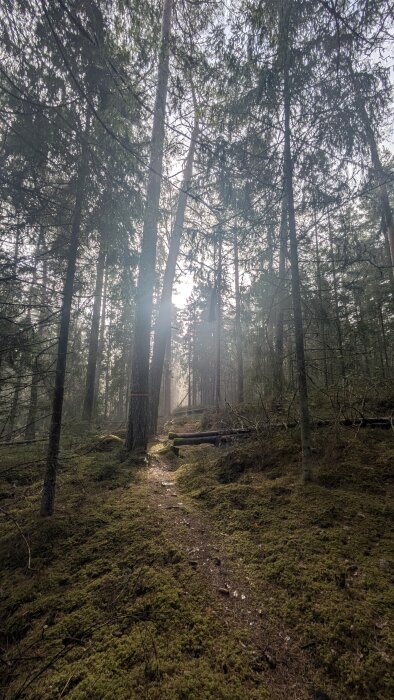 Soluppgång i tät skog med mossbeklädd mark och en upptrampad stig. Ljuset strilar genom träden och skapar en mystisk atmosfär.