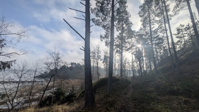 Skogsstig med höga träd i dimmigt solsken, gräs och buskar omger stigen, sjö eller vattendrag till vänster, blå himmel med moln i bakgrunden.
