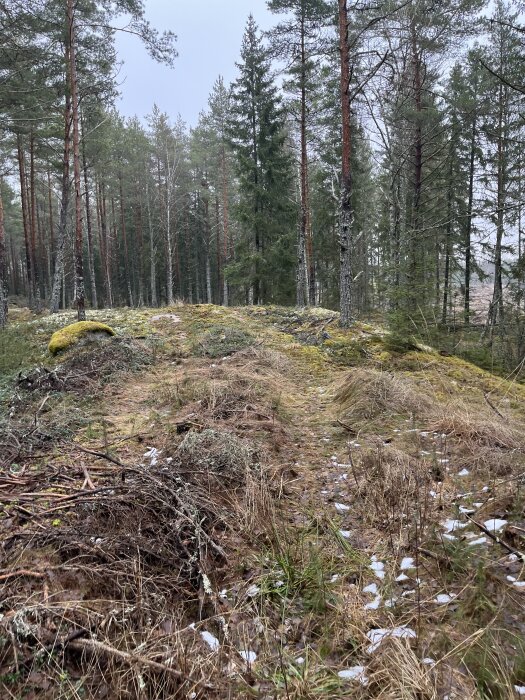 Skogsområde med barrträd och en stig med kvistar och löv på marken. Det finns mossbelagda stenar och spridda papper över gräset.