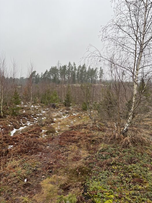 Grå vinterdag i skogen med barrträd i bakgrunden och vissna lövträd i förgrunden på en lerig stig med snöfläckar.