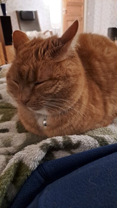 Orange katt med ögon slutna, bär ett halsband med en liten klocka. Katt ligger på en grön och vit filt i ett rum med trägolv och möbler.