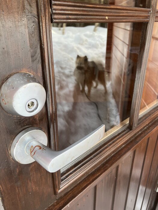 Dörr med glasfönster, suddig reflektion av en hund utomhus i snö. Silverfärgat dörrhandtag och lås synliga på insidan.