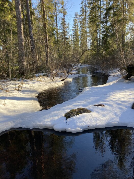 Bäck rinner genom skog täckt av snö, omgiven av höga tallar i solljus.