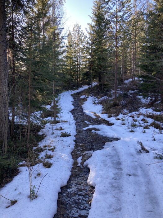 En skogsstig täckt delvis av smältande snö omgiven av barrträd.