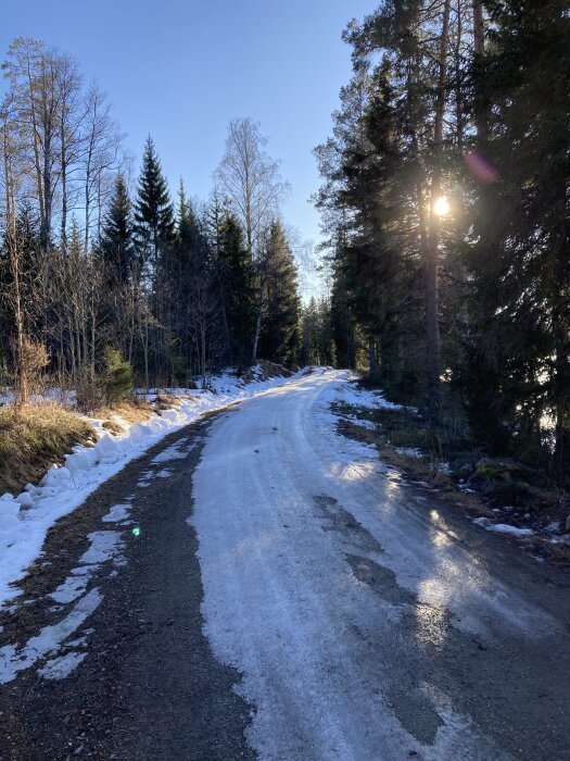 En isig grusväg i en skog omgiven av barrträd, med solens strålar som lyser genom grenarna. Snö kantar vägens sidor.