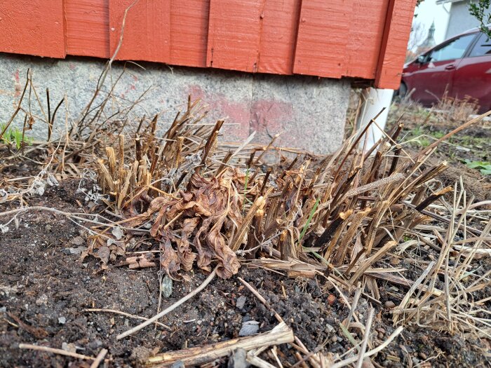 Torkad växt framför ett rött hus; oidentifierad och potentiellt vissen parkslide.
