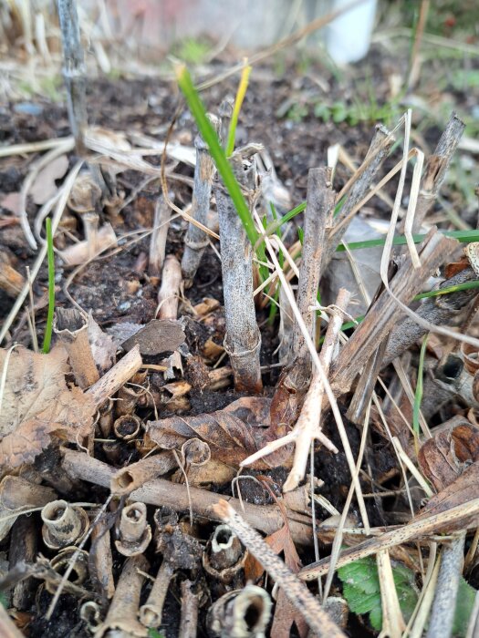 Vissna växtstjälkar och löv på marken, möjligtvis parkslide, med några gröna strån som skjuter upp ur jorden.