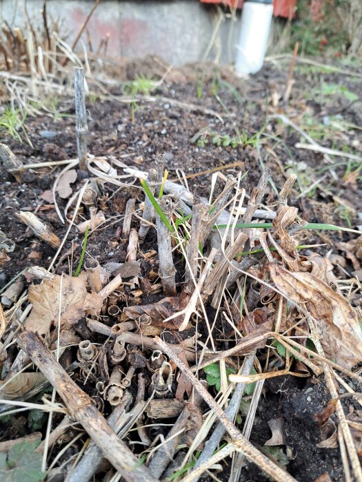 Vissna växtstjälkar och torra löv i trädgårdsjord, fråga om det är vissnad parkslide.